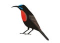 Illustration of a scarlet-chested sunbird Chalcomitra senegalensis
