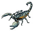 Illustration of scorpion arachnid insect. vector graphics Royalty Free Stock Photo