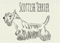 Illustration Scottish terrier on notebook sheet