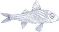 Illustration of sea fish mullet Royalty Free Stock Photo