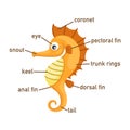 Illustration of sea horse vocabulary part of body