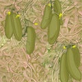 Illustration of seamless pattern cucumbers