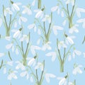 Illustration of seamless pattern First Snowdrops Galanthus Flowers. Spring background, wallpaper and printable Royalty Free Stock Photo