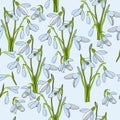 Illustration of seamless pattern First Snowdrops Galanthus Flowers. Spring background, wallpaper and printable Royalty Free Stock Photo