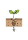 Illustration of a seed germination process. It shows a seed sprouting underground Royalty Free Stock Photo