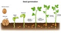 Illustration of seed germination stages: A seed in dormancy with a protective coat Royalty Free Stock Photo