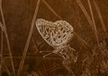 Illustration in Sepia of a Macro of an Aphrodite Fritillary Speyeria aphrodite Collecting Pollen