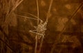 Illustration in Sepia of a Macro of Common Meadow Katydid Orchelimum vulgar with Astonishing Long Antennae Perched on a Blade of G