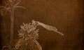 Illustration In Sepia Of A  Macro Of Famiiar Bluet Enallagma Civile Resting On A Dried Thistle Flower