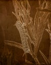 Illustration in Sepia of a Monarch Butterfly Caterpillar Danaus plexippus on Milkweed in a Meadow in Colorado Royalty Free Stock Photo