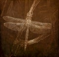 Illustration in Sepia of a Paddle-tailed Darner Dragonfly Aeshna palmata Hanging from a Tree Limb in the Shade During the Heat of