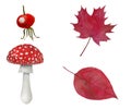 Illustration set of autumn leaves, rose and mushroom amanita watercolor