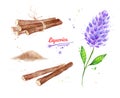Illustration set of bunch of Liquorice sticks and flower