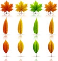 Set of colorful autumn leaves isolated on white background Royalty Free Stock Photo