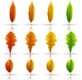 Set of colorful autumn leaves isolated on white background Royalty Free Stock Photo