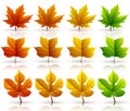 Set of colorful autumn leaves isolated on white background Royalty Free Stock Photo