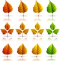 Set of colorful autumn leaves isolated on white background Royalty Free Stock Photo