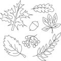 illustration a set of contours of autumn leaves