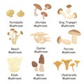 Illustration set of edible mushrooms with names isolated on white background. varieties of mushrooms. Royalty Free Stock Photo