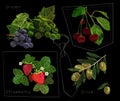 Illustration of Set embroidery, needlework with Olive branch, bunch of grapes, strawberry and cherries with a green leaf