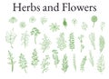 Illustration set of herbs, plants and flowers sketches
