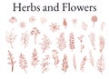 Illustration set of herbs, plants and flowers sketches