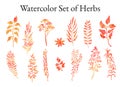 Illustration set of herbs, plants and flowers sketches
