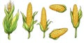 Illustration set with maize plants, corn cobs, and sketch popcorn (modern illustration set) Royalty Free Stock Photo