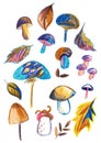 Illustration of a set of mushrooms on a white background.