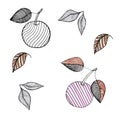 illustration set of pink, black and gold colored apples with leaves hand drawn illustration isolated