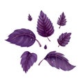 Illustration of a set of red Basil leaves Royalty Free Stock Photo
