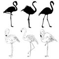 Illustration with set of seven flamingo silhouettes isolated on white background