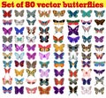 set of summer butterflies on a white background Royalty Free Stock Photo