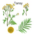 illustration set tansy officinalis herb
