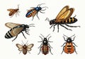 Arrangement on a plain white background emphasizes each insect\'s unique Royalty Free Stock Photo