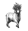 Illustration of the Sheep with a bouquet of berries, fruits and leaves on her head. Lamb feminine and elegant. Engraved