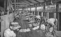 Illustration of sheep shearing in Australia Royalty Free Stock Photo