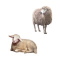 Illustration of Sheep standing and laying Royalty Free Stock Photo