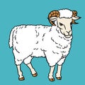 Illustration of Sheep-Vector Illustration Royalty Free Stock Photo
