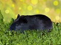 One black guinea pig isolated in the grass