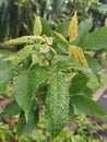 Cancerous gall infected the rubber leaves.