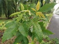 Cancerous gall infected the rubber leaves.