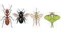 Detailed insect illustration featuring an ant, bee, mayfly, and luna moth Royalty Free Stock Photo