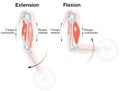 Biceps And Triceps. Extension And Flexion. Labeled Illustration