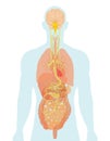 Vagus nerve and human organs, medically Illustration