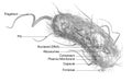 Escherichia coli bacteria E. coli. Medically accurate 3D illustration, labeled