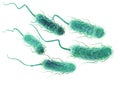 Escherichia coli bacteria E. coli. Scientifically accurate 3D illustration