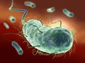 Escherichia coli bacteria E. coli. Medically accurate 3D illustration_2