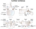 Healthy lumbar vertebrae. Different views. Labeled illustration Royalty Free Stock Photo