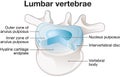 Healthy lumbar vertebrae and intervertebral disc. Labeled illustration Royalty Free Stock Photo